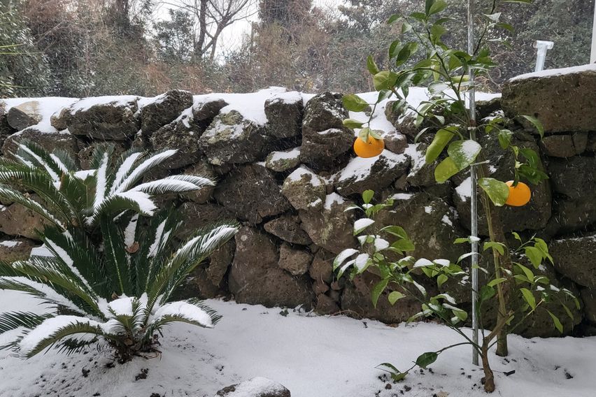 제주시골 마당있는 돌집