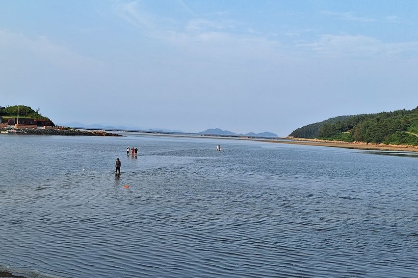청산도 락 한옥 대나무