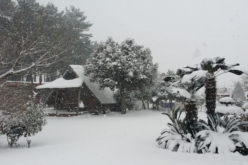 애월소길리나뭇잎사이로