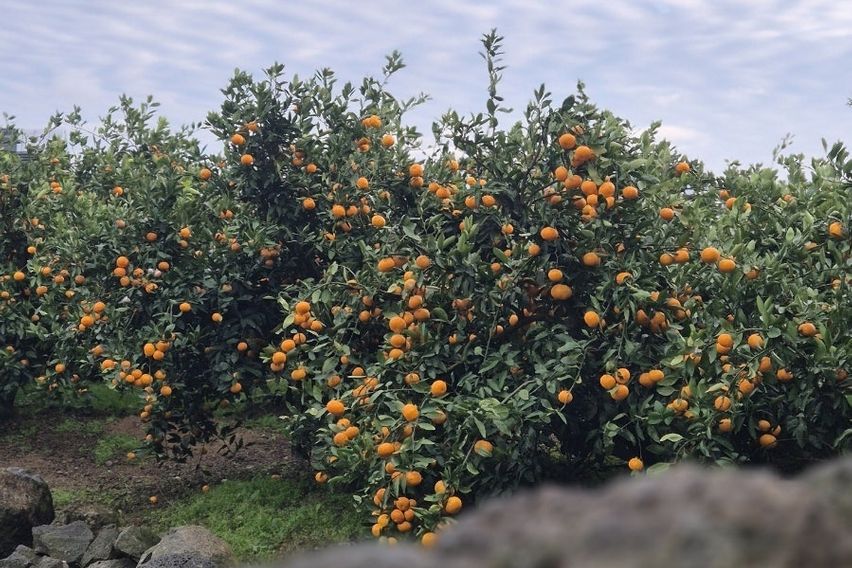 키즈사랑 숲속힐링독채