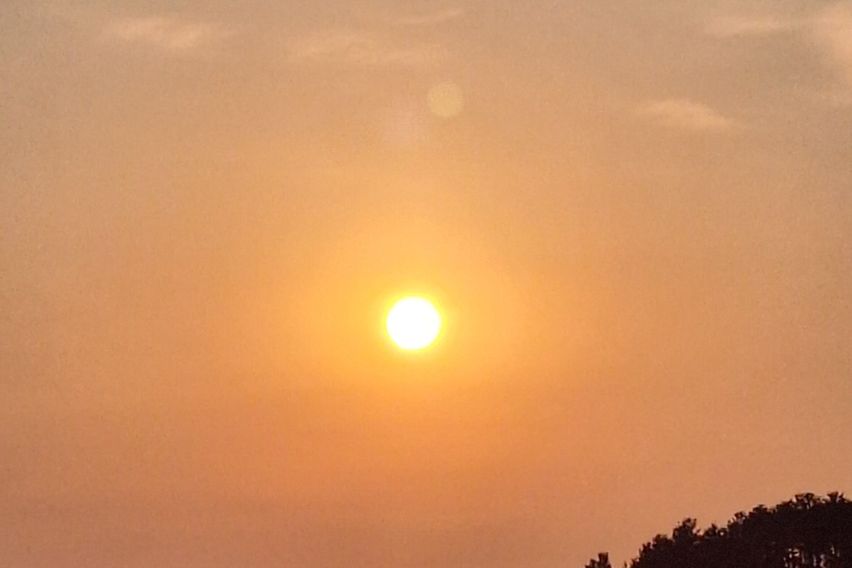 청산도 락 한옥 난초