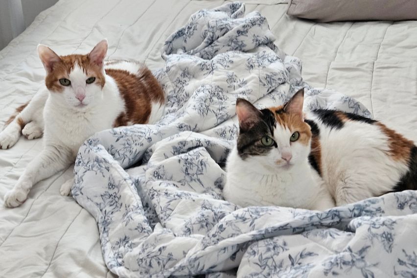 하이 5번째 이미지