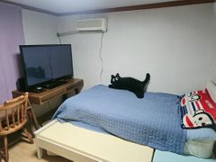 옥탑방 고양이  냐옹스 1번째 이미지