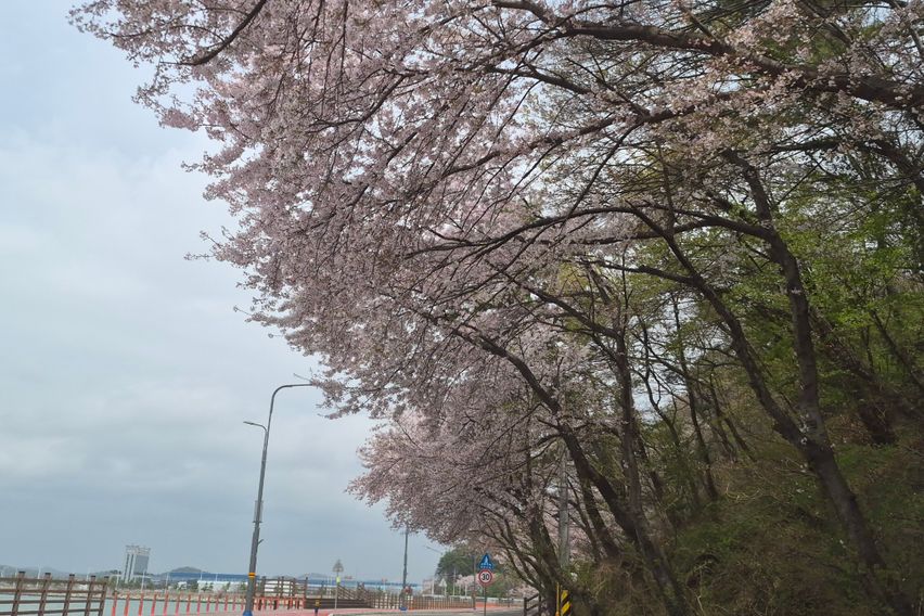 사천  선진리성벚꽃공원 14번째 이미지