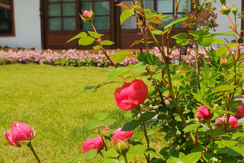 고운채안에 고운향