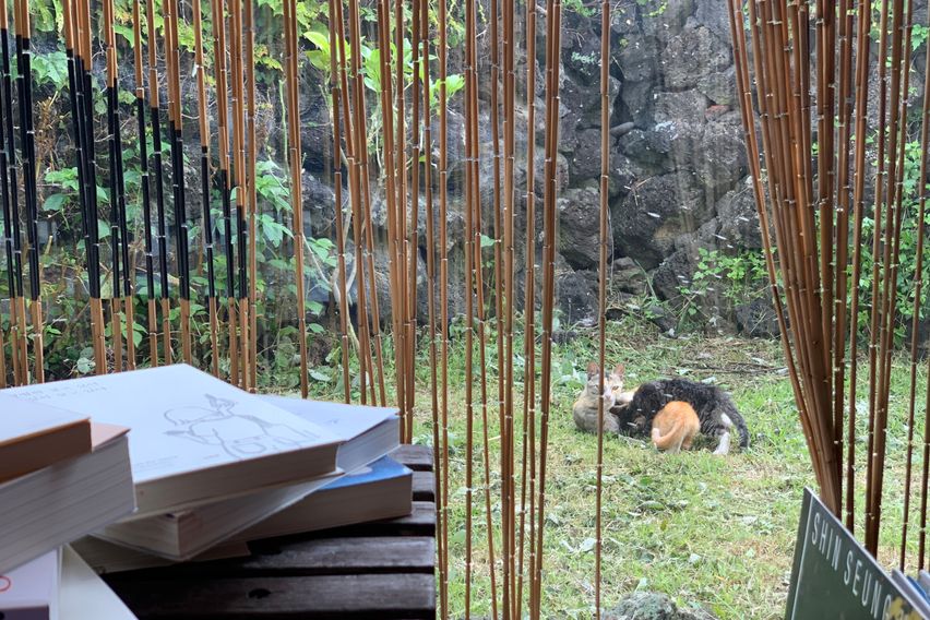 반려견행복한제주판포돌담 3번째 이미지